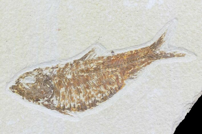 Knightia Fossil Fish - Wyoming #74114